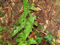 Stegnogramma wilfordii