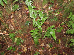 Stegnogramma wilfordii