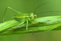 Barbitistes constrictus