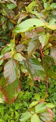 Acalypha pendula