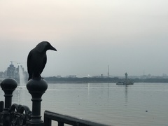 Corvus splendens
