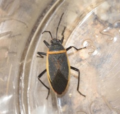 Largus californicus