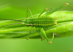 Barbitistes constrictus