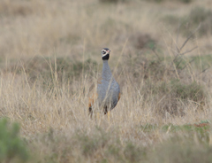 Eupodotis caerulescens