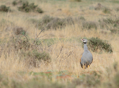 Eupodotis caerulescens