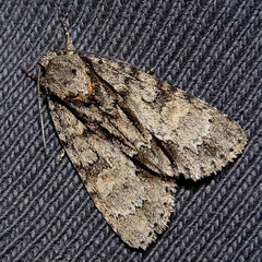 Acronicta strigosa