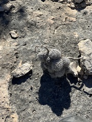 Escobaria tuberculosa