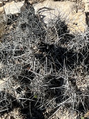 Coryphantha macromeris macromeris