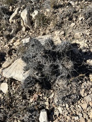 Coryphantha macromeris macromeris