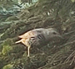 Sturnus vulgaris