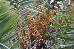 Phoenix loureiroi