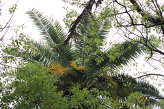Phoenix loureiroi