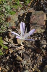 Colchicum sfikasianum
