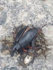 Cylydrorhinus