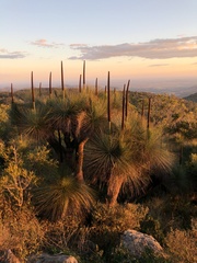 Xanthorrhoea glauca