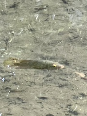 Mayaheros urophthalmus