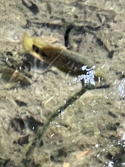 Mayaheros urophthalmus