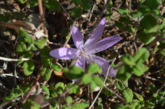 Colchicum sfikasianum