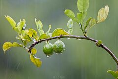 Citrus hystrix