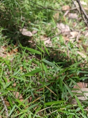 Ottochloa gracillima