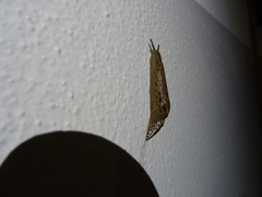Drusia valenciennii