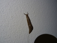 Drusia valenciennii