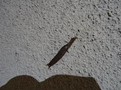 Drusia valenciennii