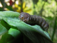 Spodoptera littoralis