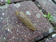 Drusia valenciennii