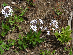 Pentanisia prunelloides