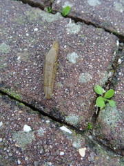 Drusia valenciennii