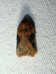 Acleris braunana