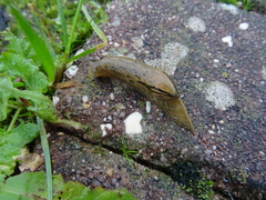 Drusia valenciennii