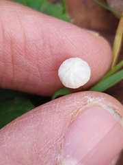 Collybiopsis quercophila