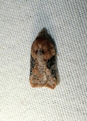 Acleris braunana