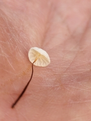 Collybiopsis quercophila