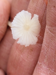 Collybiopsis quercophila