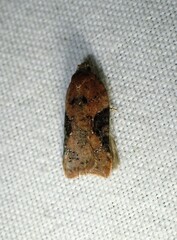 Acleris braunana