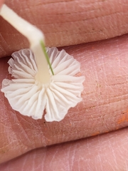 Collybiopsis quercophila