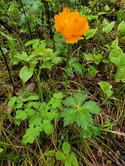 Trollius
