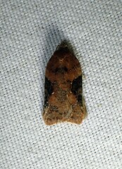 Acleris braunana