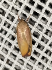 Ptyoptila matutinella