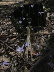 Wahlenbergia capillaris