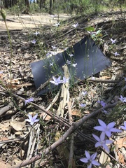Wahlenbergia capillaris