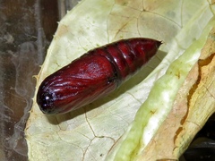 Spodoptera littoralis