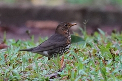 Turdus cardis