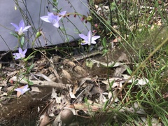 Wahlenbergia capillaris