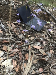 Wahlenbergia capillaris