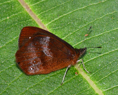 Lymanopoda obsoleta