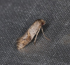 Epermenioidea